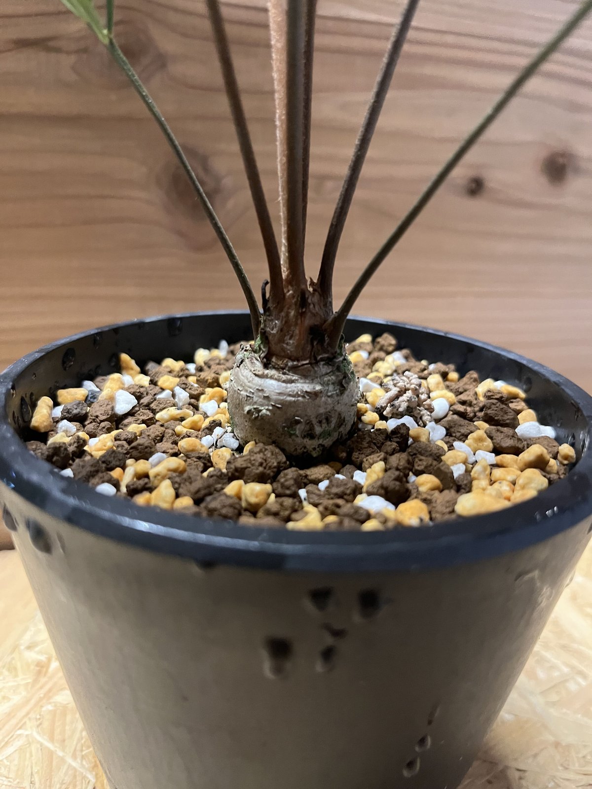 ザミア フロリダーナ | GREEN LUCK