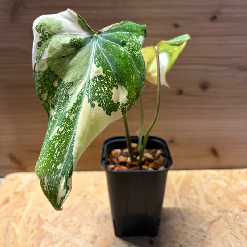 観葉植物【フィロデンドロン  グロリオーサム バリエガタ】激レア品種 フィロデンドロン グロリオーサム バリエガータ 斑入り 観葉植物 モンステラ・ポトス