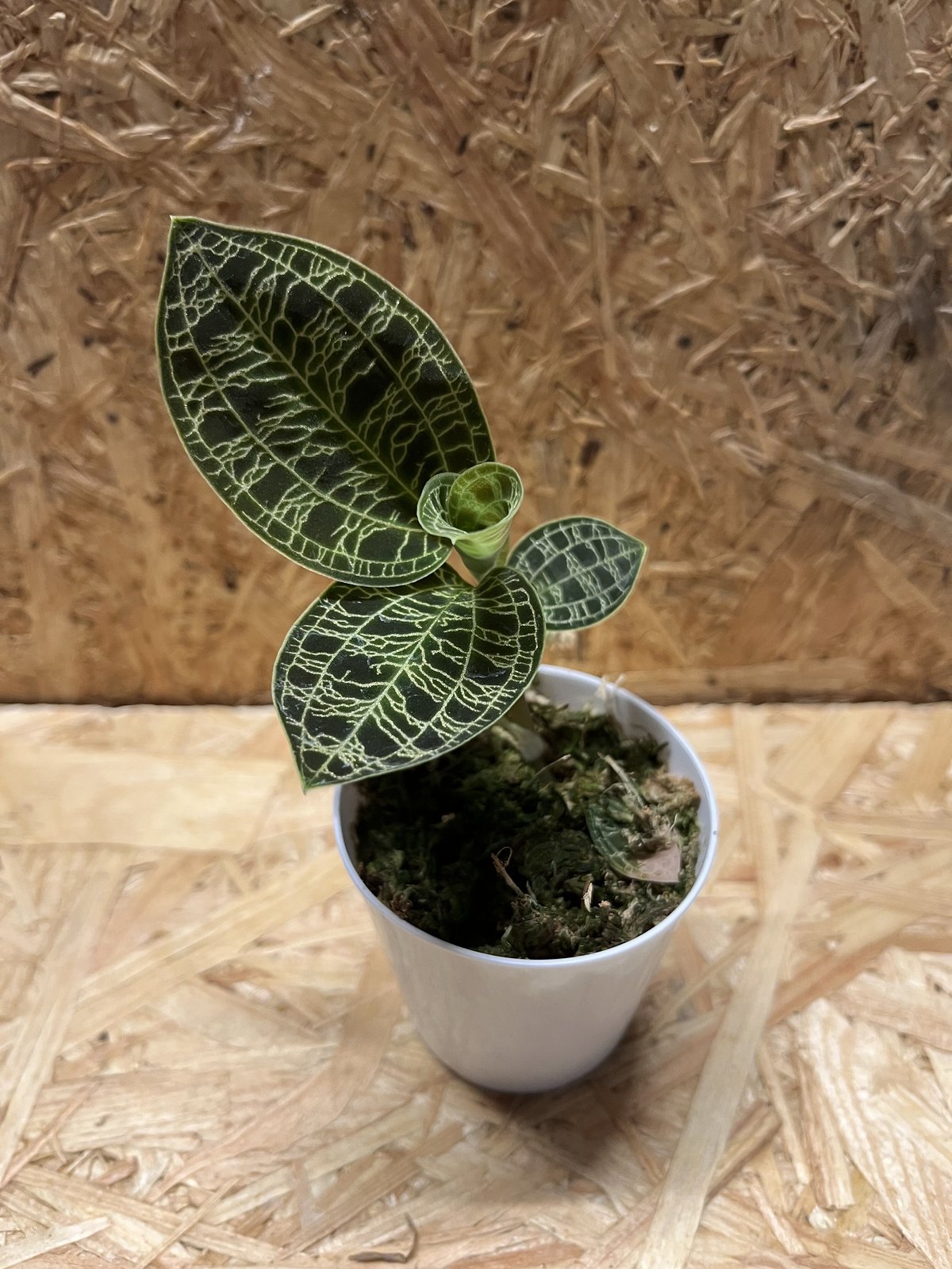 ジュエルオーキッド マコデスペトラ | GREEN LUCK