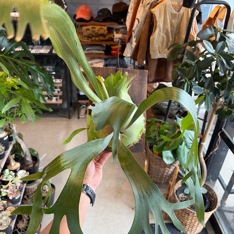 ビカクシダ 'SSフーン' | GREEN LUCK