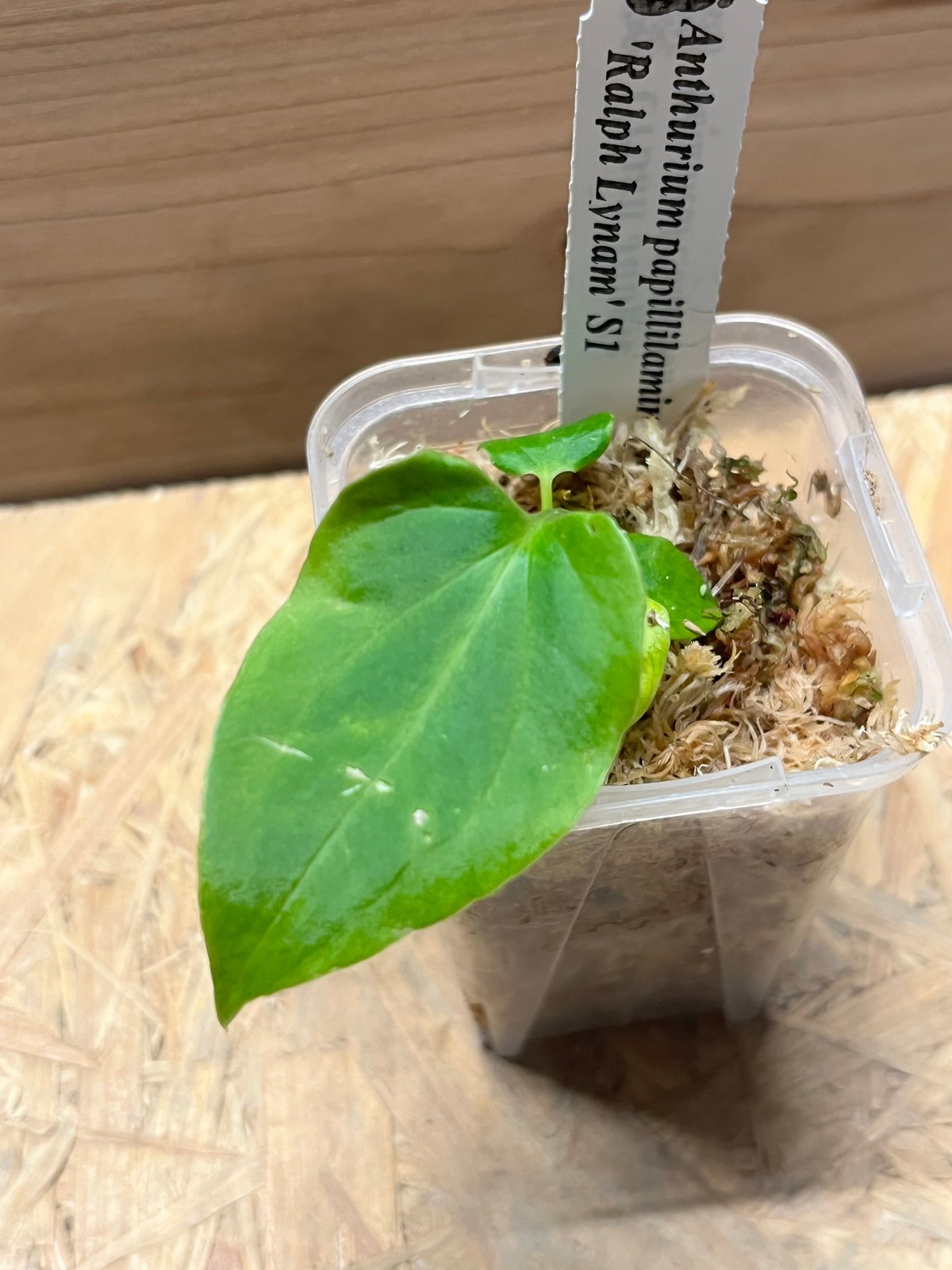 アンスリウム パピリラミナム ラルフライナム | GREEN LUCK