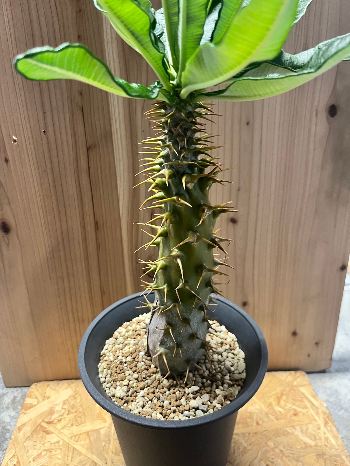 塊根植物　パキポディウム  アンボンゲンセ パキポディウム アンボンゲンセ 実生 Pachypodium ambongense. 塊根植物