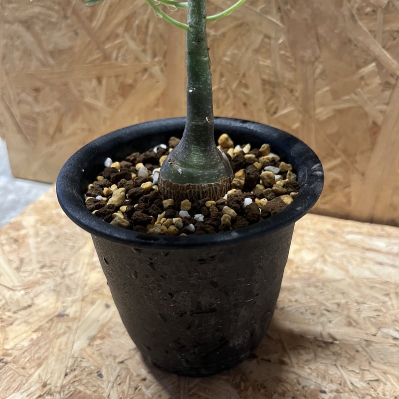 シャカリキ てる　アデニアグラウカ アデニア グラウカ | GREEN LUCK