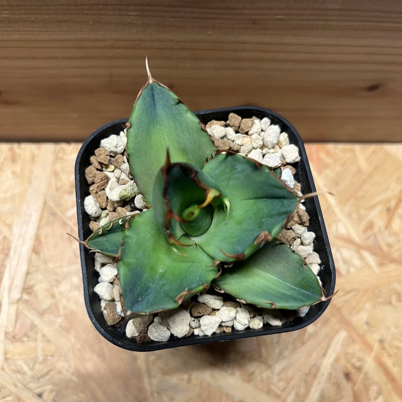 アガベ チタノタ ドラゴンスパイン | GREEN LUCK