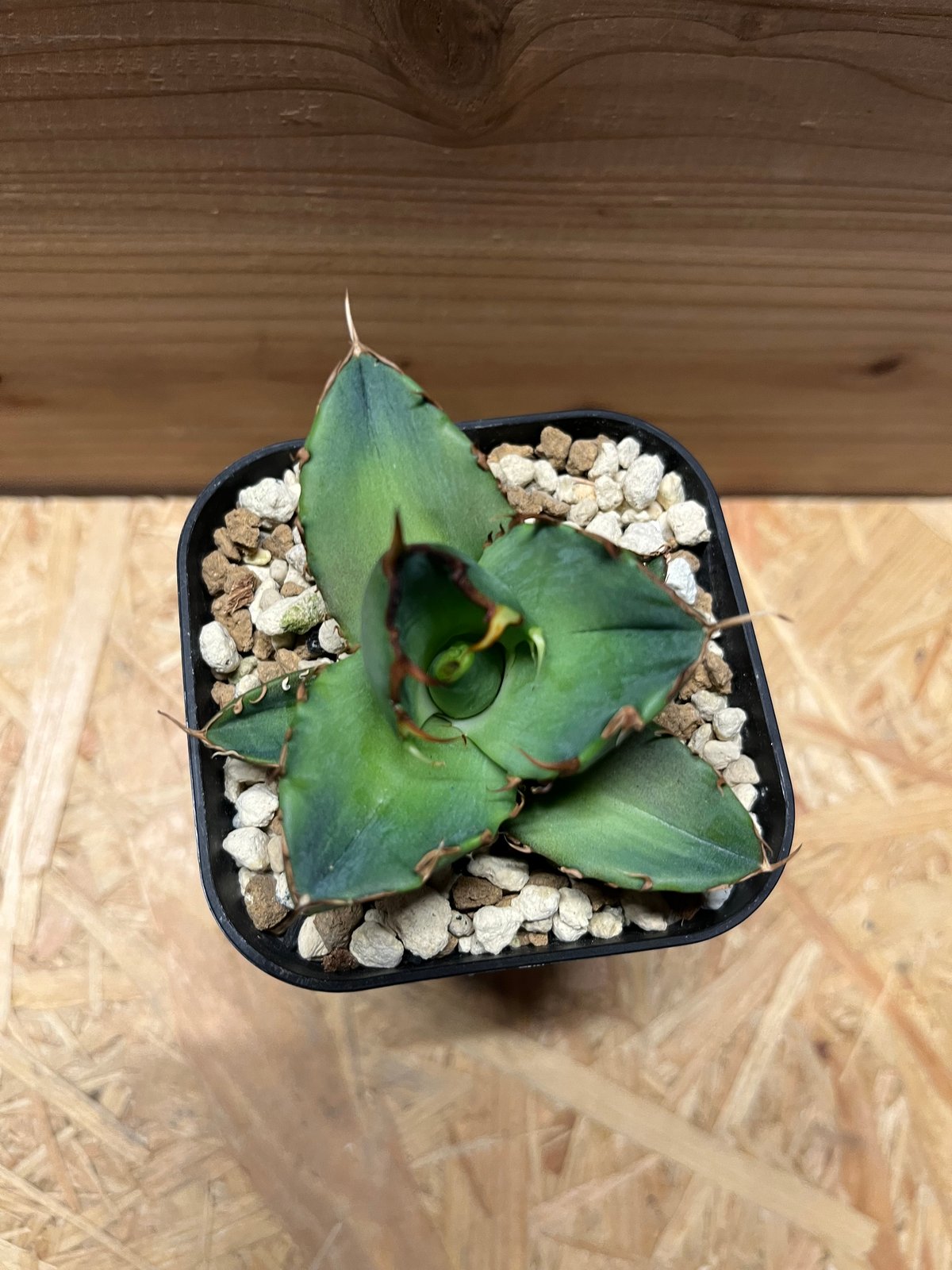 \半額SALE/ アガベ チタノタ LUCK GREEN | ドラゴンスパイン アガベ