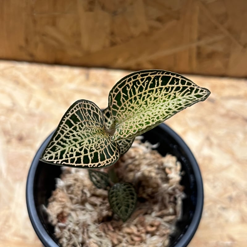 アネクトキルス ロクスバギー ゴールドベインタイプ | GREEN LUCK