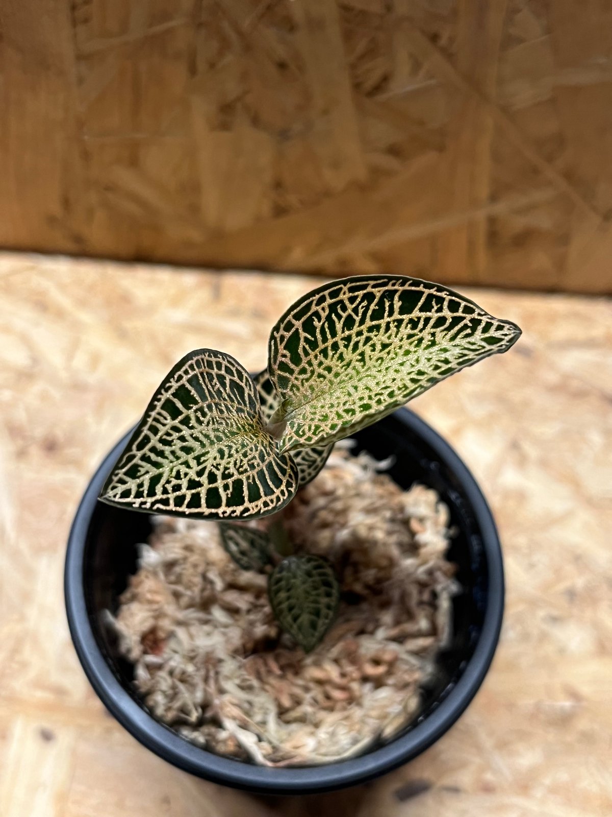 アネクトキルス ロクスバギー ゴールドベインタイプ | GREEN LUCK