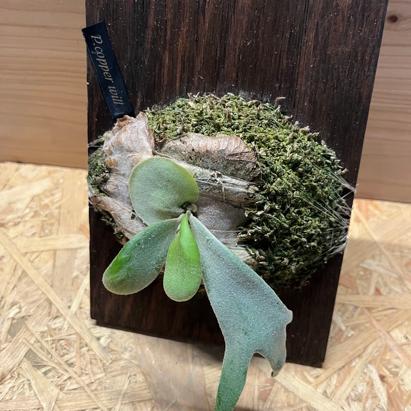 P.willinckii'Copper Will' ビカクシダ 十二田植 ビカクシダ