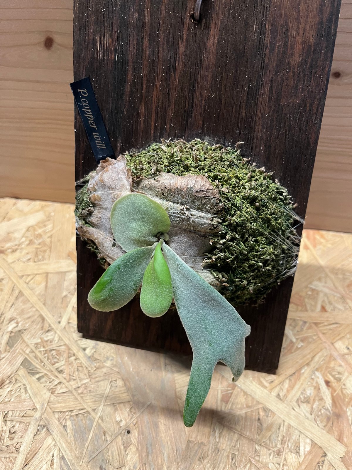 ビカクシダ willinckii Copper will oc P. Willinckii Copper will Wide Form【artPLANTs/PLANTS GARAGE