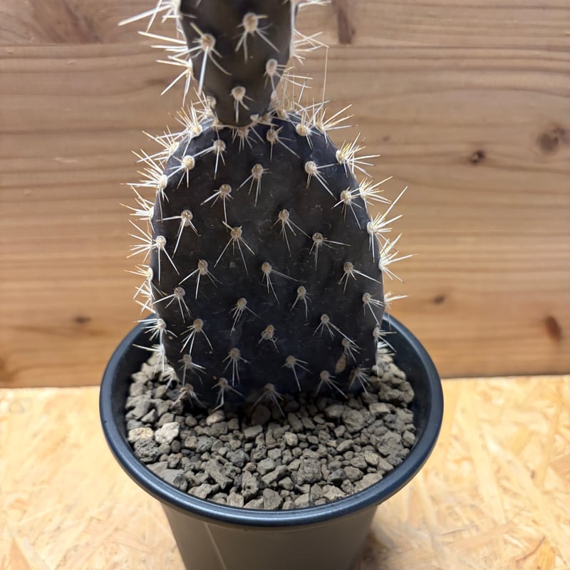 オプンチア ガラパゲイア | GREEN LUCK