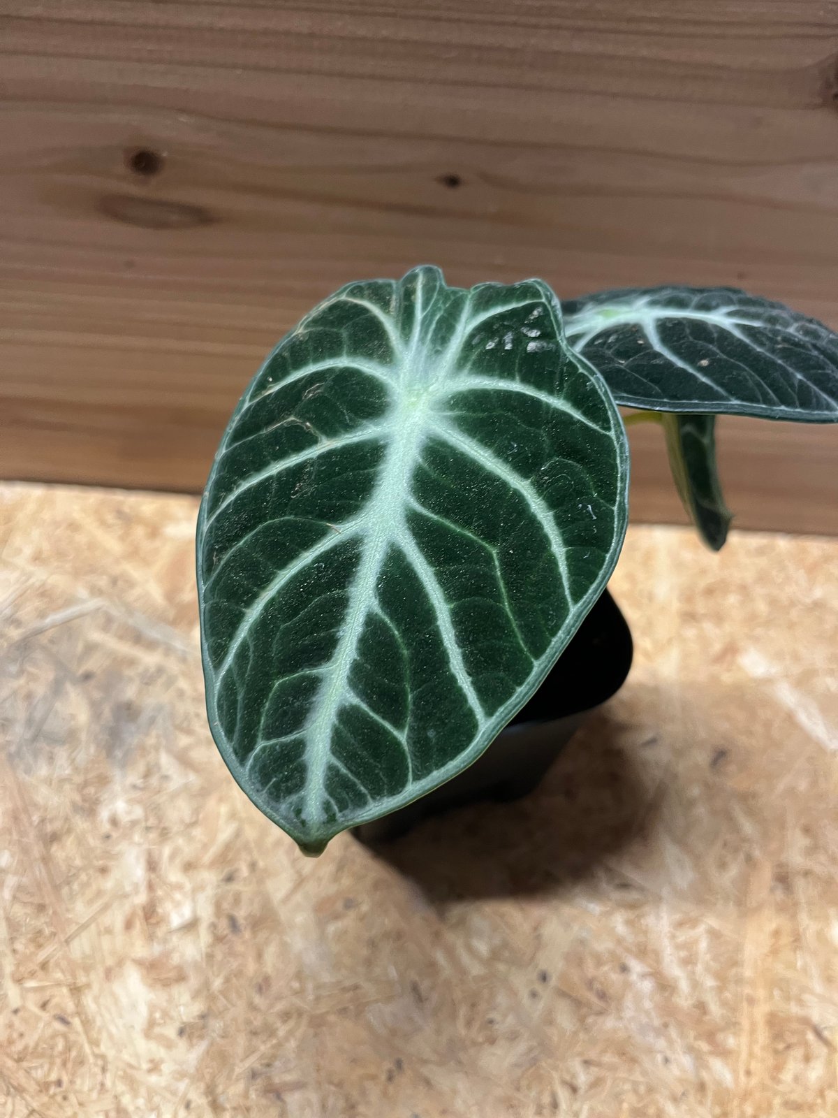 Alocasia Ninja Tricolor/ アロカシア ニンジャ 斑入り② Alocasia Ninja Tricolor Variegated Tissue Culture - High