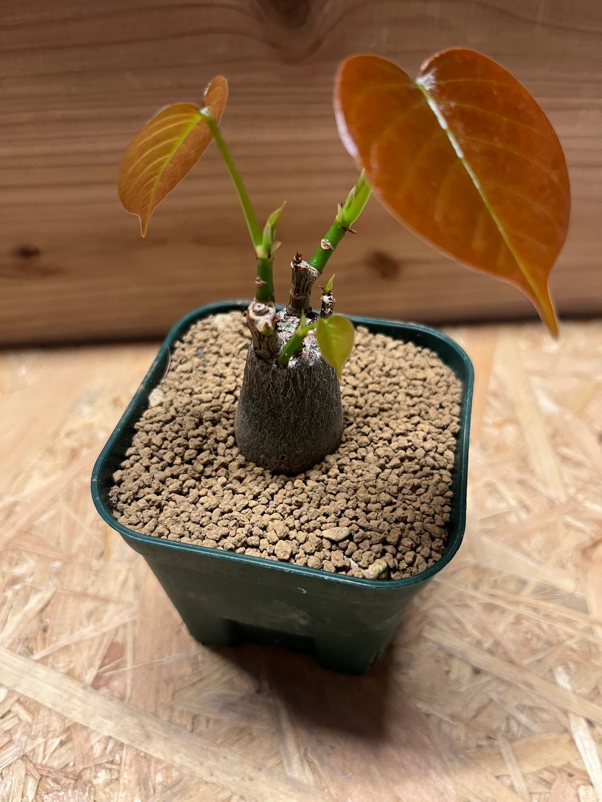 プセウド　ボンバックス　エリプティクム　塊根植物　コーデックス　抜き苗　良型 個性を楽しむ！プセウド ボンバックス エリプティクムの管理