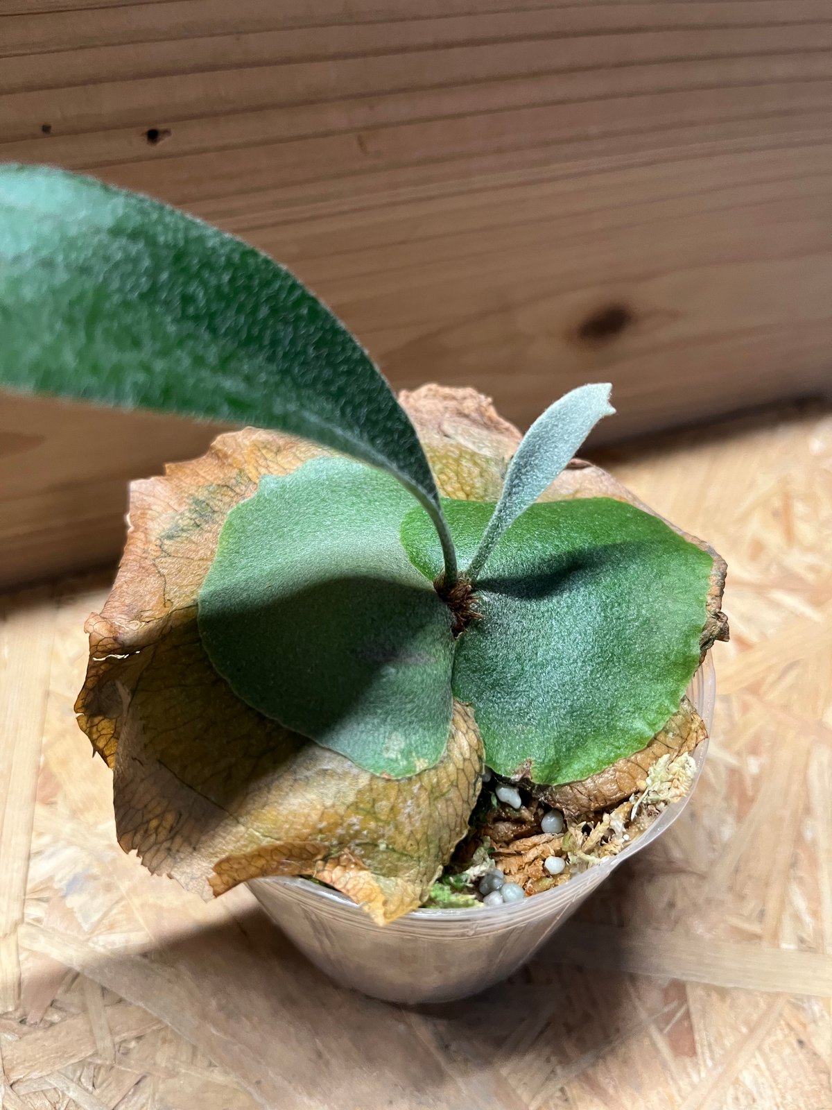 ビカクシダ　ライディーン ビカクシダ ライディーン | GREEN LUCK