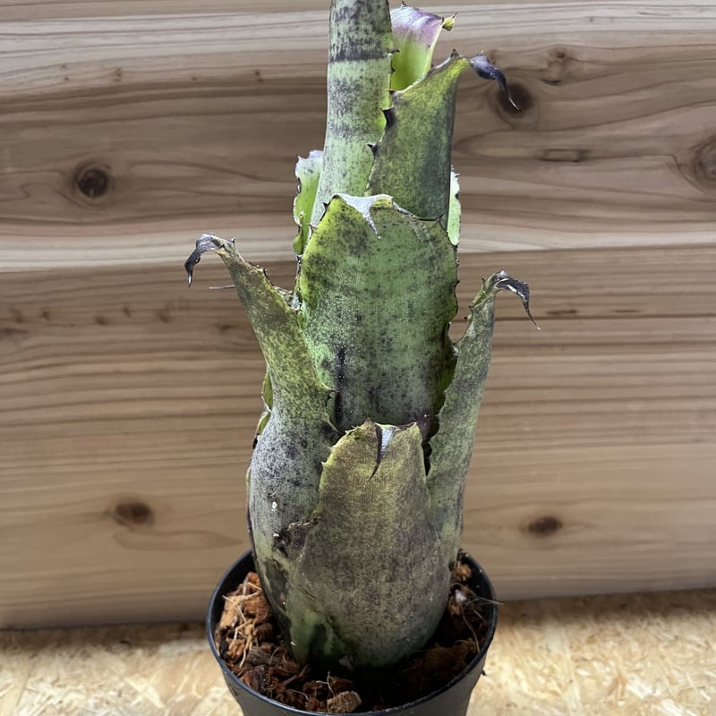 ホヘンベルギア レオポルドホルスティ×カーラ | GREEN LUCK