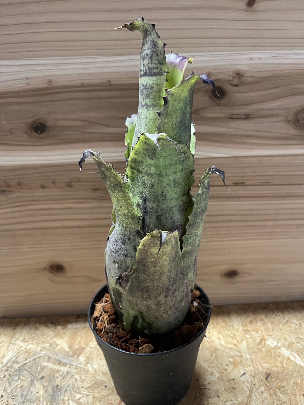 ホヘンベルギア レオポルドホルスティ×カーラ | GREEN LUCK