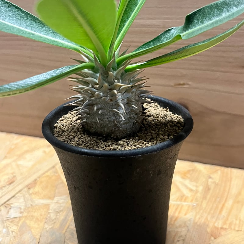 パキポディウム デンシカウレ 恵比寿大黒 | GREEN LUCK