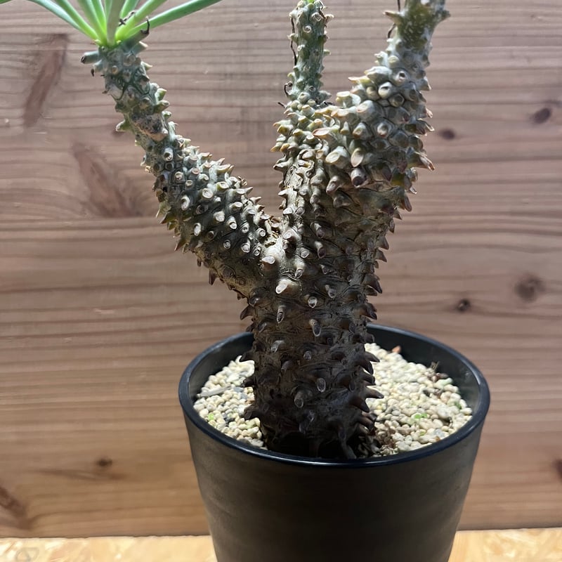 チレコドン ワリチー | GREEN LUCK