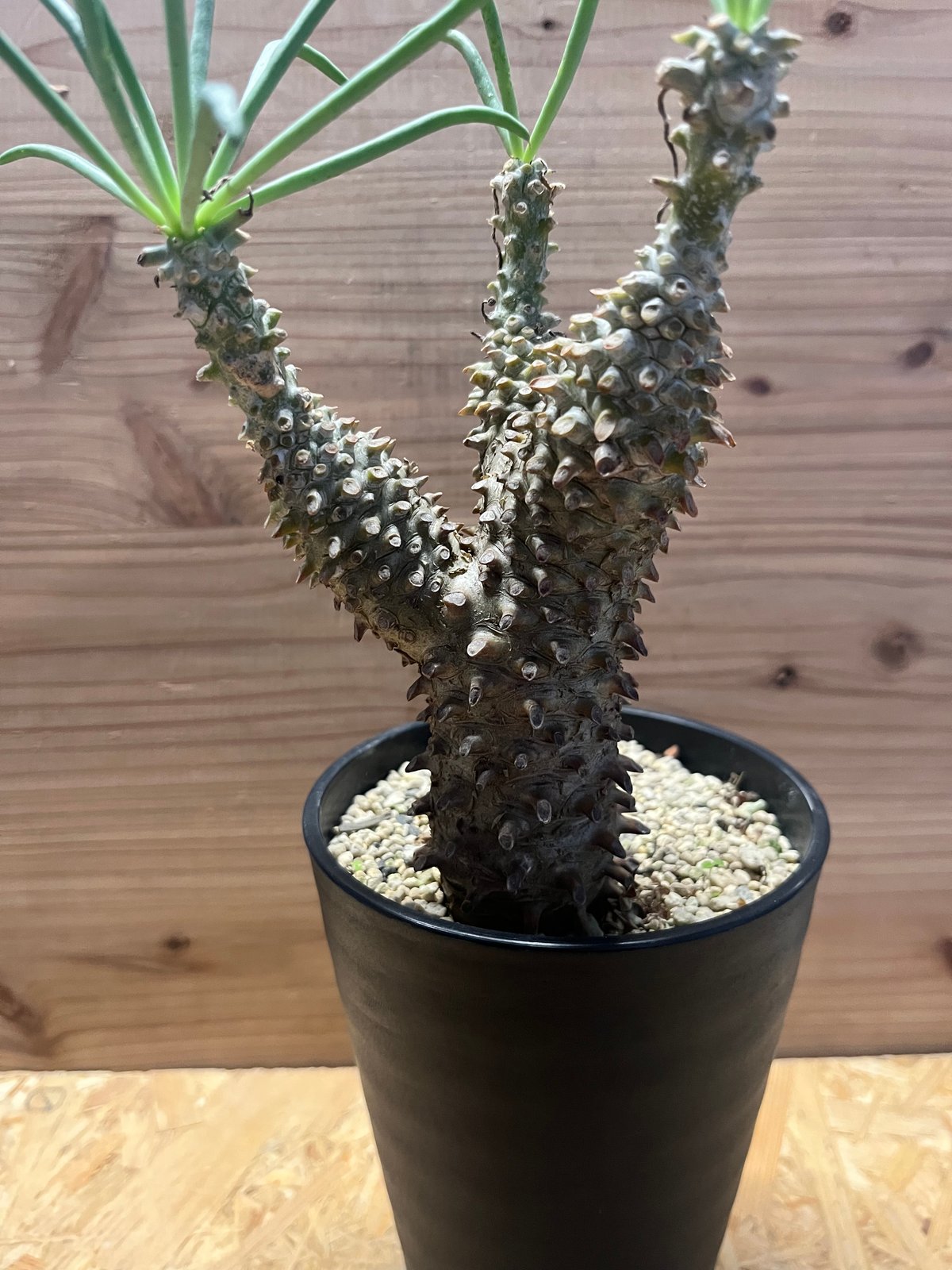 (鉢ごと)チレコドン　ワリチー チレコドン ワリチー | GREEN LUCK