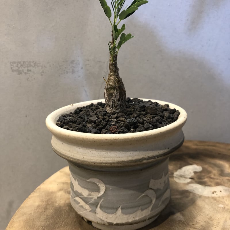 センナ メリディオナリス ×刻紋鉢 | GREEN LUCK