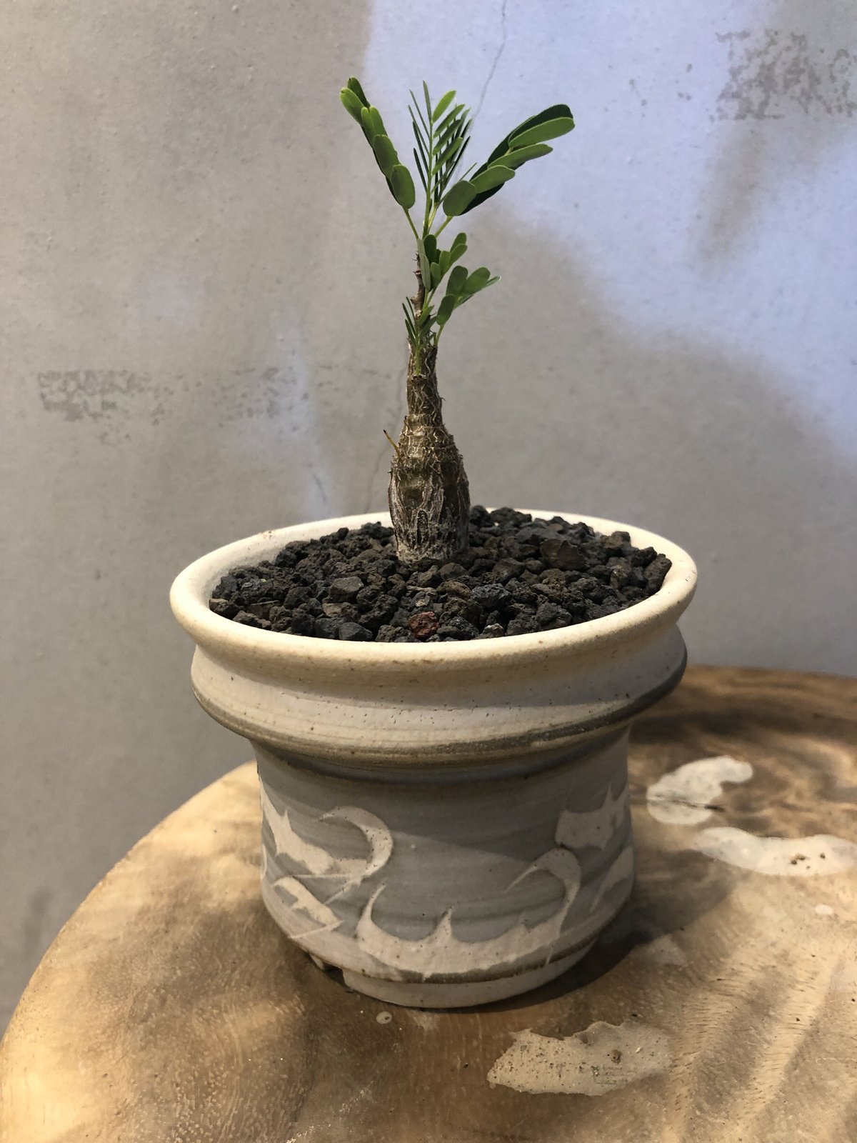 センナ メリディオナリス D.I.P.鉢つき S】センナ メリディオナリス/Senna meridionalis ※陶器鉢付き | 【厳選