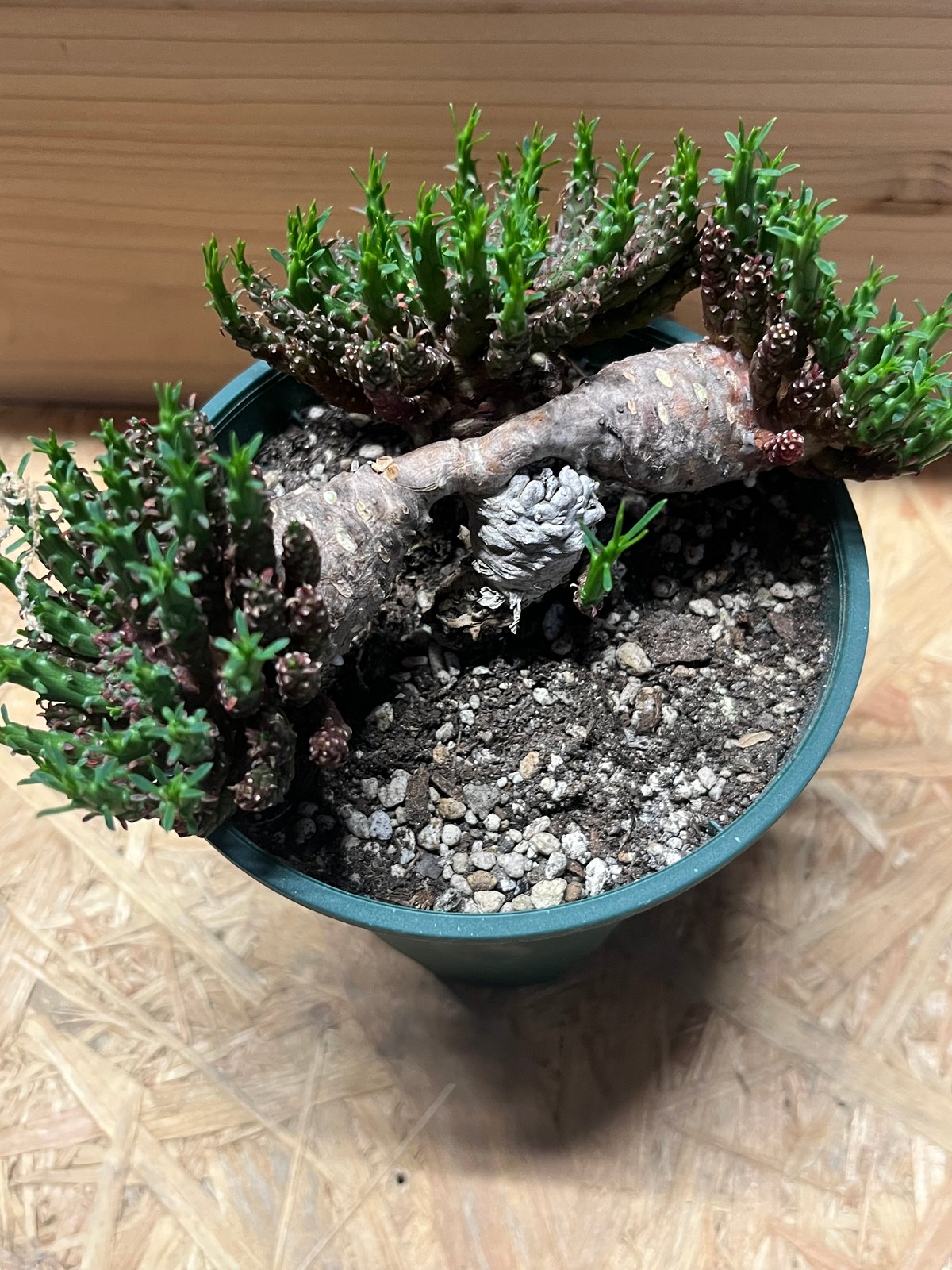 ユーフォルビア フラナガニー | GREEN LUCK