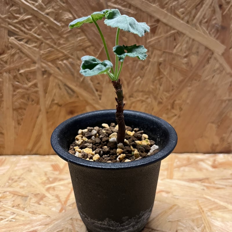 ペラルゴニウム ミラビレ | GREEN LUCK