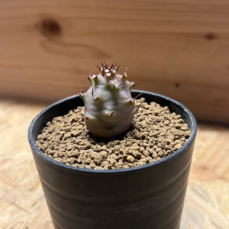 ユーフォルビア パキポディオイデス ユーフォルビア パキポディオイデス×伝市鉢 | GREEN LUCK