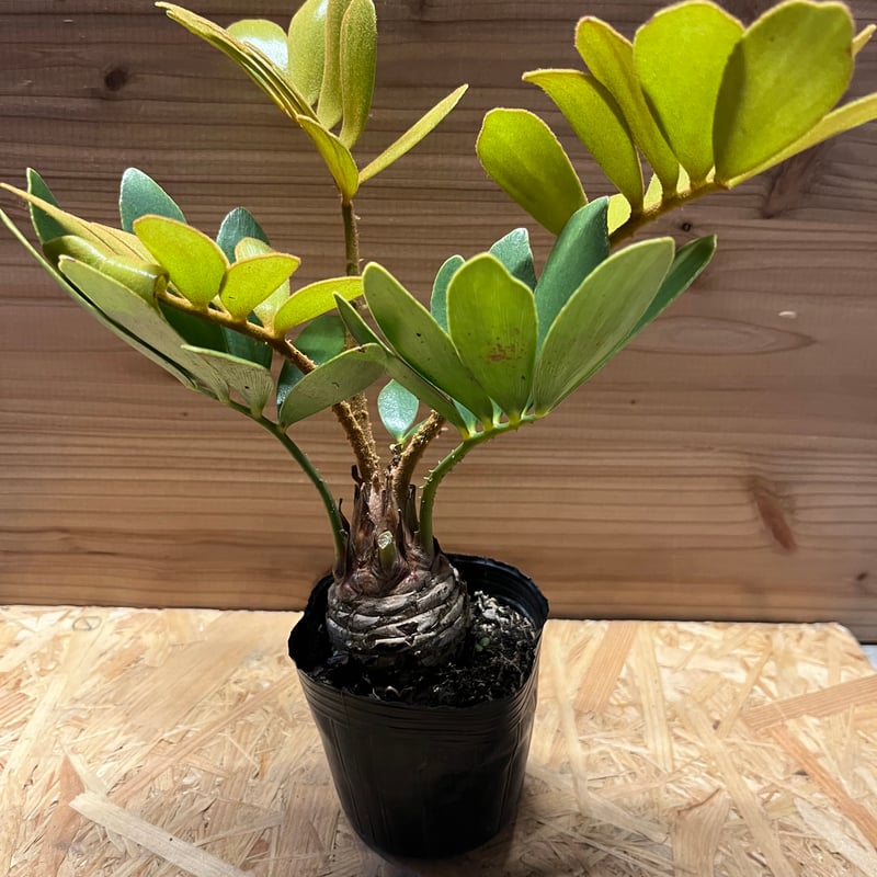 ザミア フルフラセア | GREEN LUCK