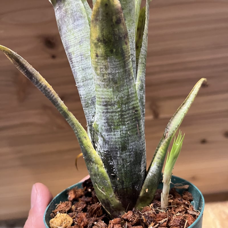 ネオレゲリア パウシフローラ スーパーホワイトクローン | GREEN LUCK