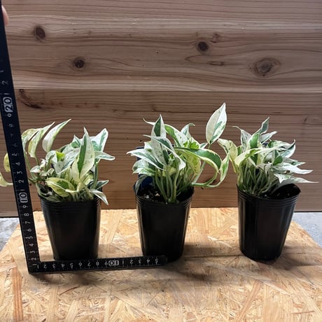 ポトス　エクセレント
