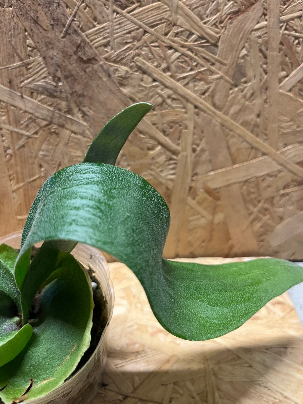 ビカクシダ フーンシキ | GREEN LUCK