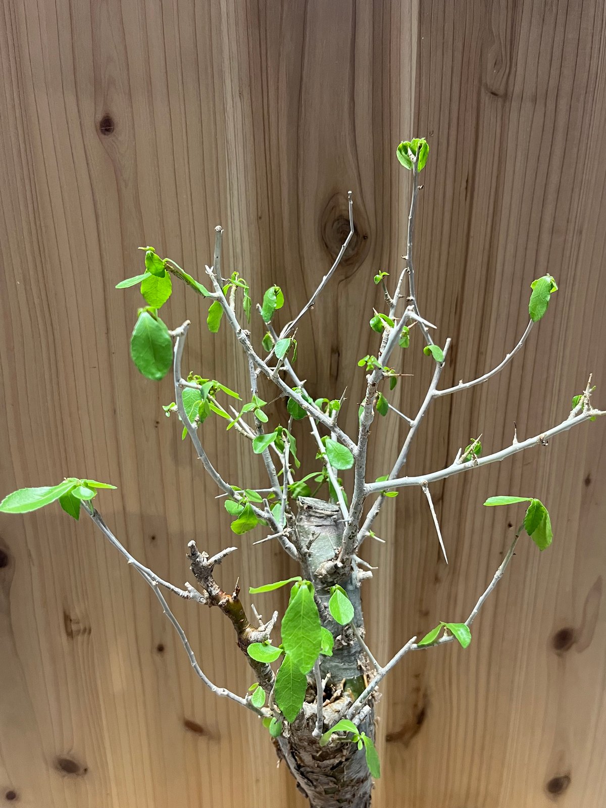 休眠中】コミフォラ エミニー 7号