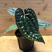 アンスリウム 'ダークフェニックス' 斑入り | GREEN LUCK