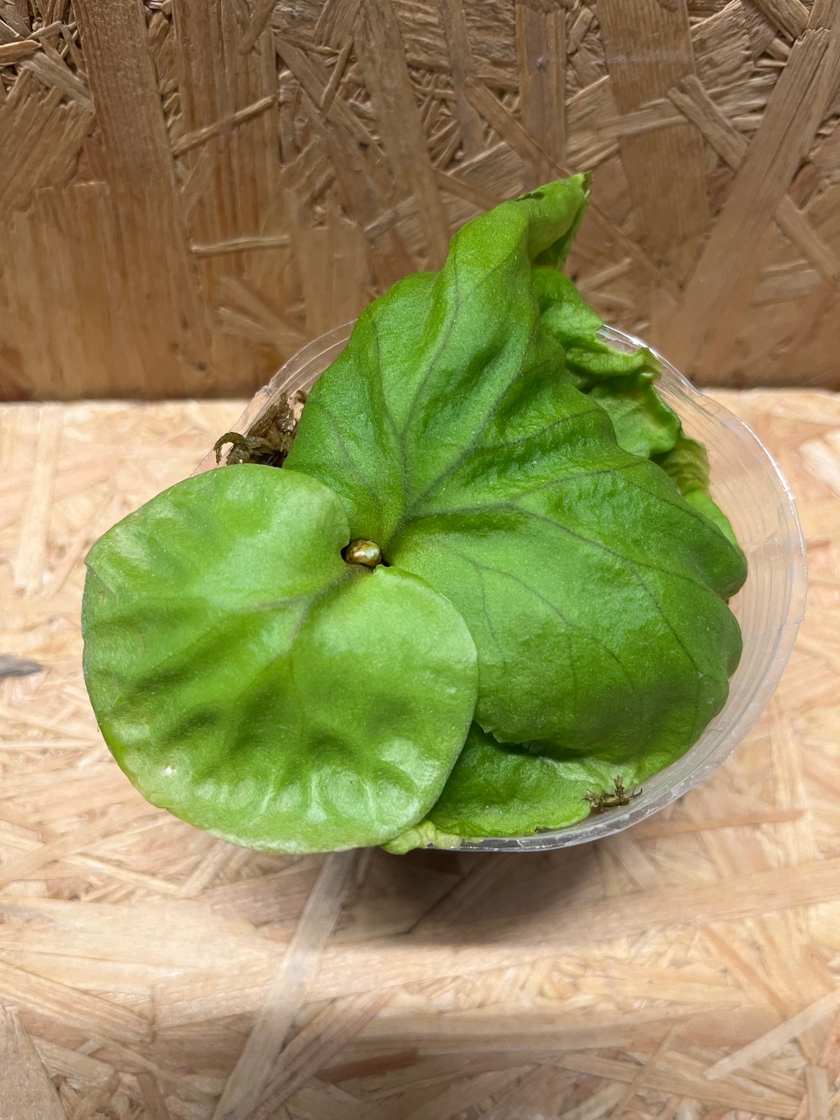 ビカクシダ リドレイ | GREEN LUCK