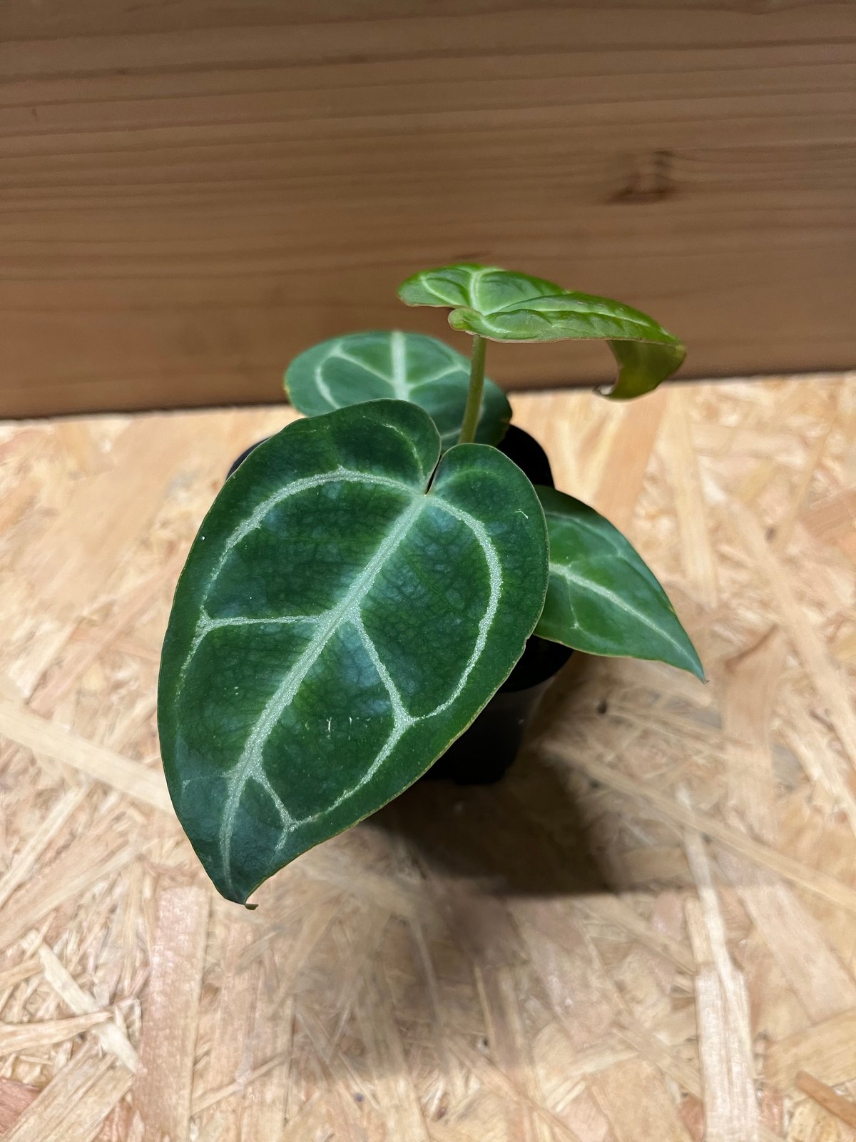 アンスリウム クリスタリナム | GREEN LUCK