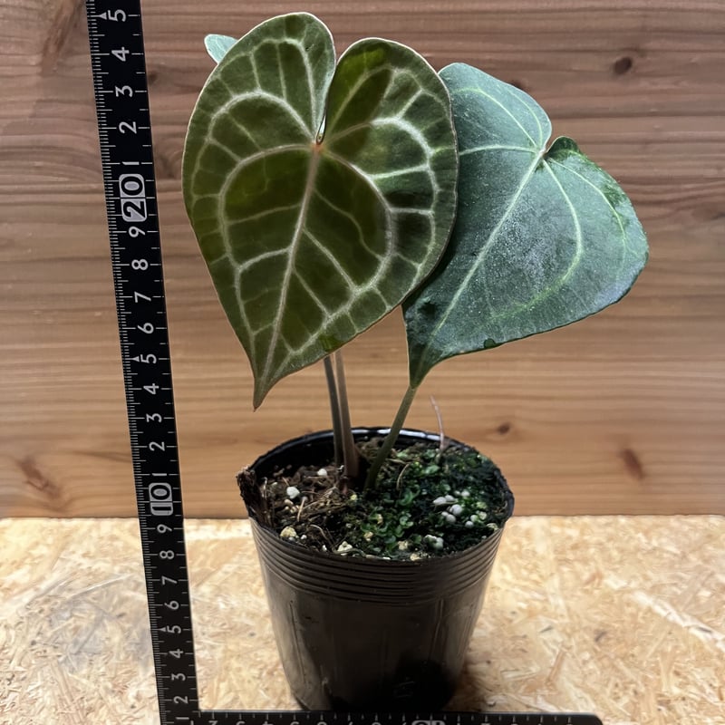 アンスリウム クラリネルビウム | GREEN LUCK