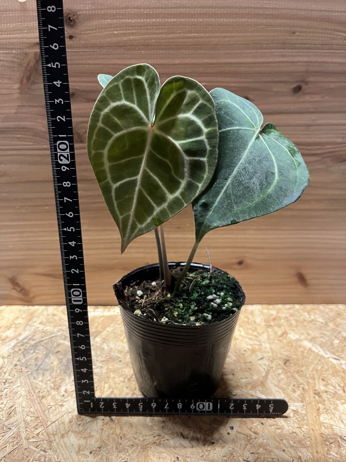 アンスリウム クラリネルビウム | GREEN LUCK