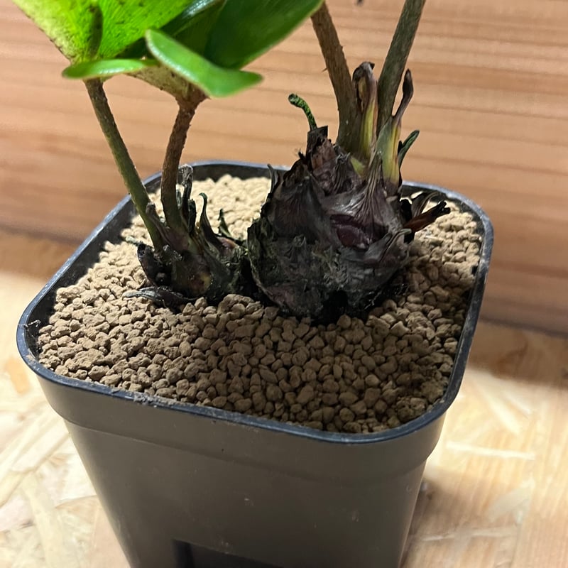 ザミア フルフラセア 多頭 | GREEN LUCK