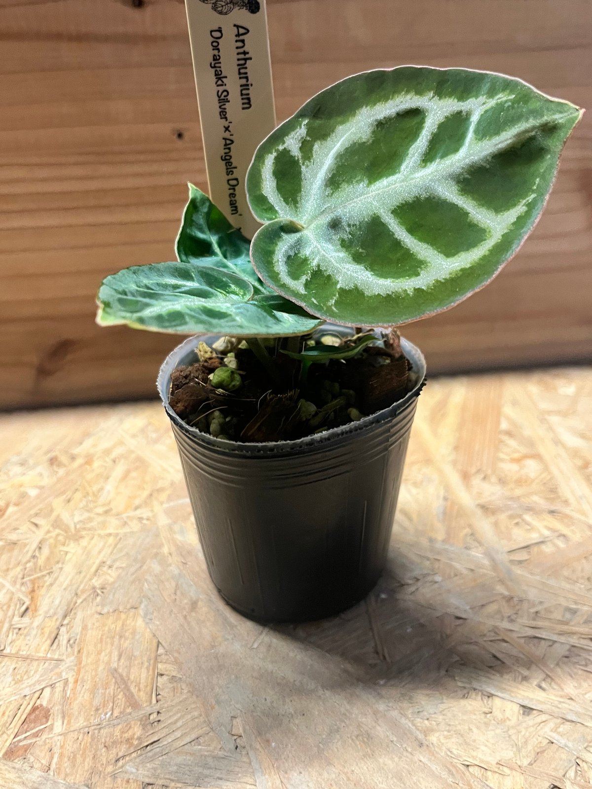 アンスリウム ドラヤキシルバー×エンジェルズドリーム×レッド