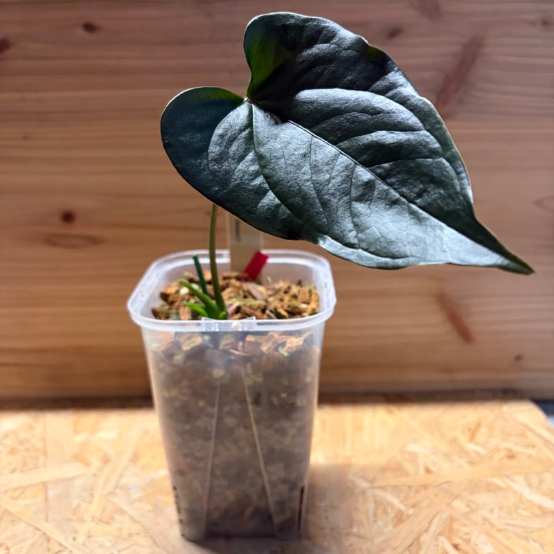 アンスリウム 'ロムズ ブラック' ディビジョン | GREEN LUCK