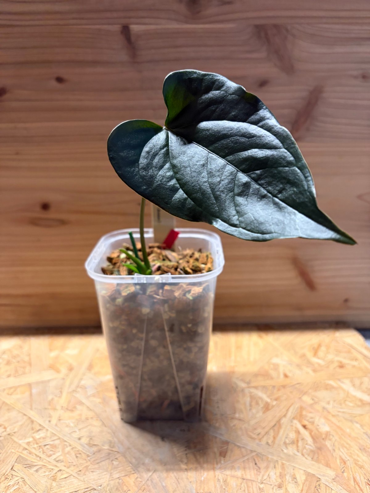 アンスリウム 'ロムズ ブラック' ディビジョン | GREEN LUCK