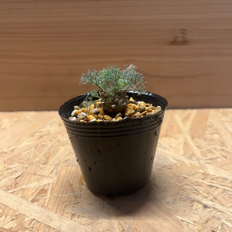 【期間限定】サルコカウロン ペニクリナム   モンソニアペニクリナム【種子2粒】 モンソニア ペニクリナ(サルコカウロン ペニクリナム) 実生 満開です