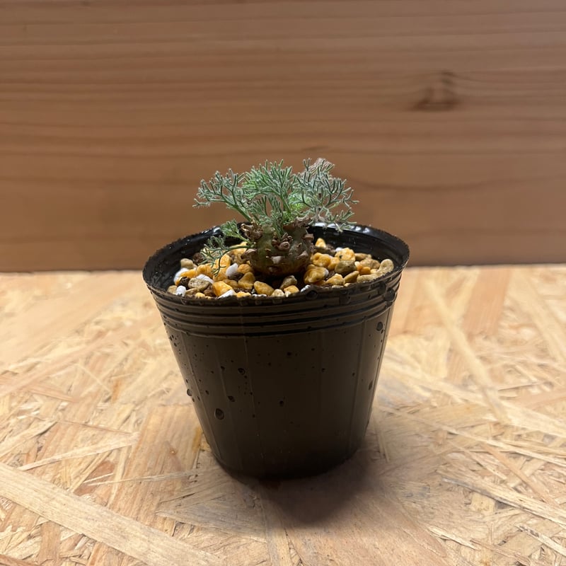 【期間限定】サルコカウロン ペニクリナム   モンソニアペニクリナム【種子2粒】 モンソニアペニクリナム実生1年 | な夫ブログ