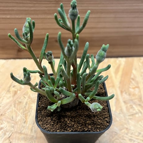 フィロボルス　テヌイフロルス