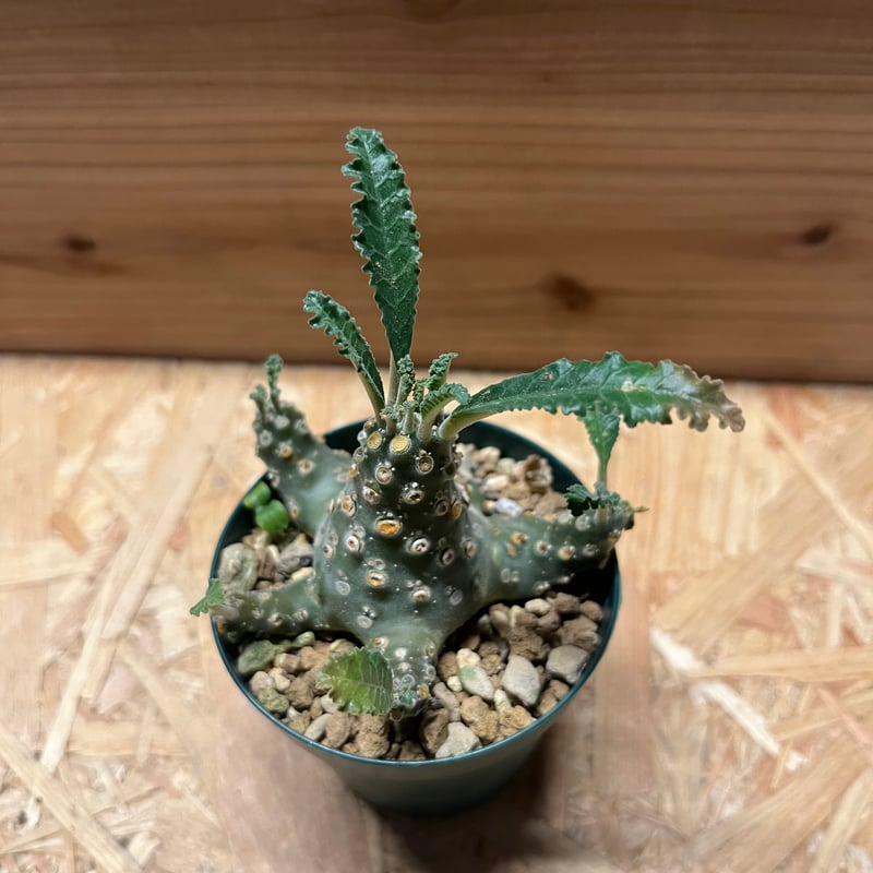 ドルステニア ラブラニー | GREEN LUCK