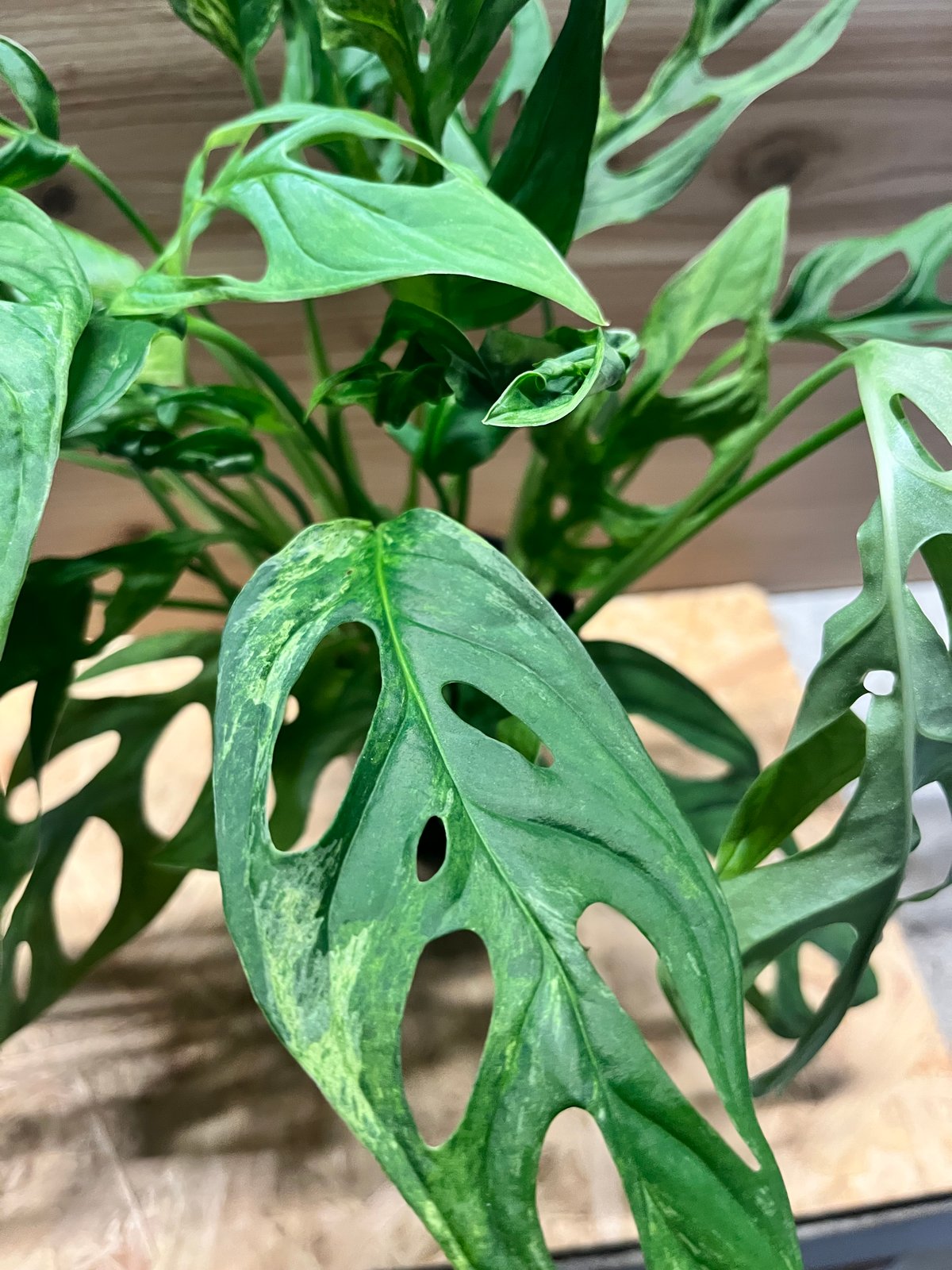 激レア」モンステラ ミント ハーフムーン！！優秀遺伝 新葉付き 激レア