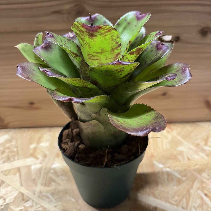 ネオレゲリア リトルフェイス | GREEN LUCK