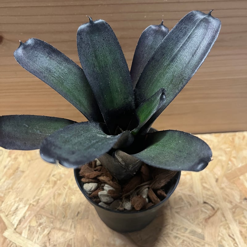 Neoregelia 'Hyena'〔ネオレゲリア〕現品発送N0611 Neoregelia 'Hyena'〔ネオレゲリア〕現品発送N0611