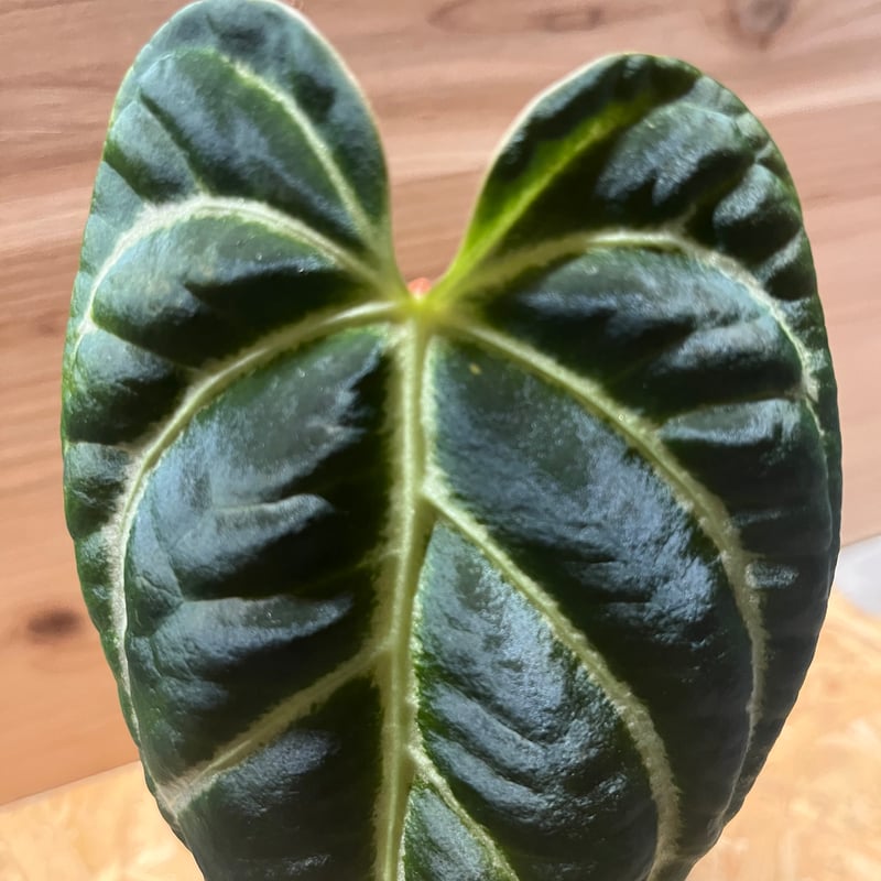 アンスリウム レガレ | GREEN LUCK