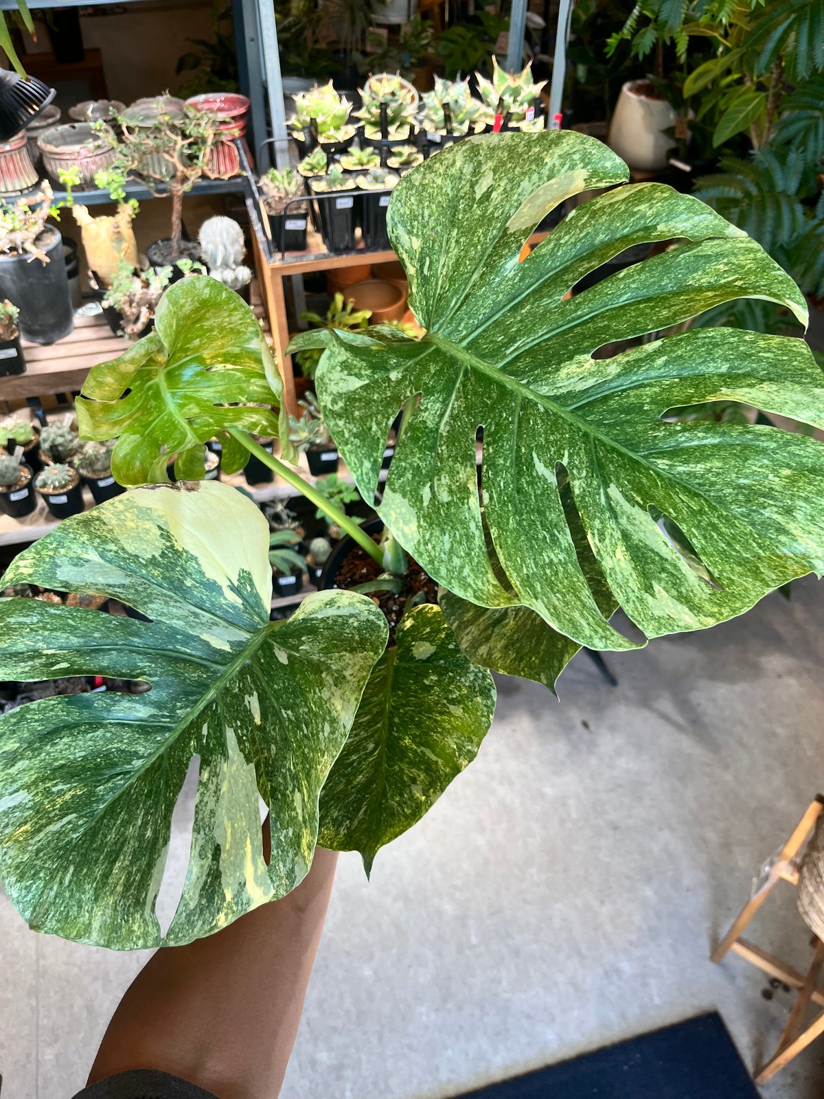 モンステラ　デリシオーサ　プラチナム モンステラ デリシオーサ スーパープラチナム(Monstera